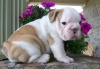 adorable-english-bulldog-puppies