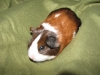 Sweet-Pair-Guinea-Pigs