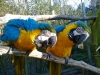 weaned-baby-parrots-and-fertile-eggs-for-sale